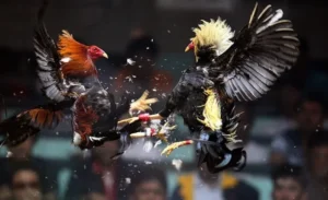 Hướng Dẫn Chi Tiết Cách Chơi Đá Gà Sabong Tại Oppa888