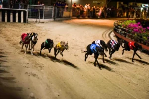 Hướng Dẫn Cách Chơi Game Nhanh Đua Chó Tại Oppa888 Hiệu Quả