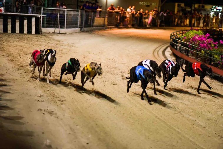 Hướng Dẫn Cách Chơi Game Nhanh Đua Chó Tại Oppa888 Hiệu Quả