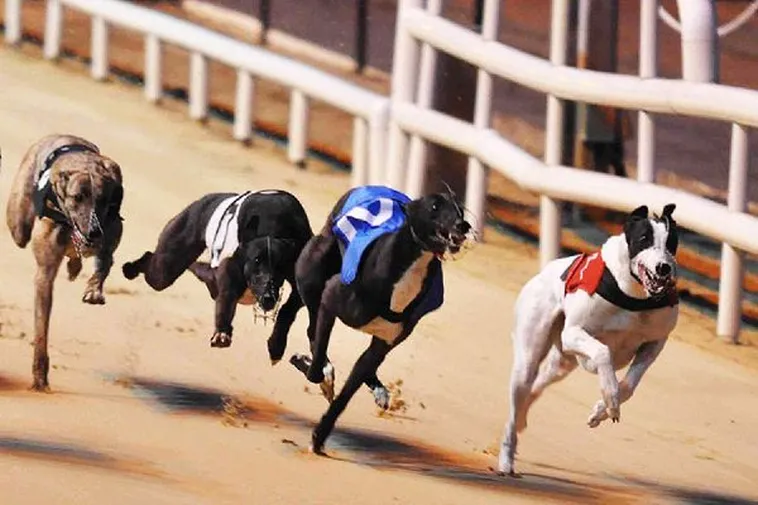 Hướng Dẫn Cách Chơi Game Nhanh Đua Chó Tại Oppa888 Hiệu Quả